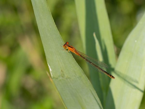 Tengere grasjuffer (Ischnura pumilio)